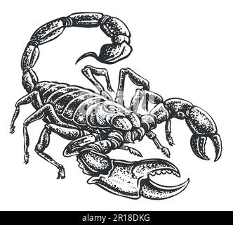 Scorpion con pungiglione velenoso. Animale disegnato a mano in stile annata. Illustrazione del vettore di schizzo Illustrazione Vettoriale