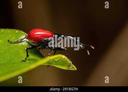 Femmina di bizzarro bug, strano insetto Giraffe Weevil (Trachelophorus Giraffa), Parco Nazionale di Ranomafana, animali selvatici del Madagascar Foto Stock