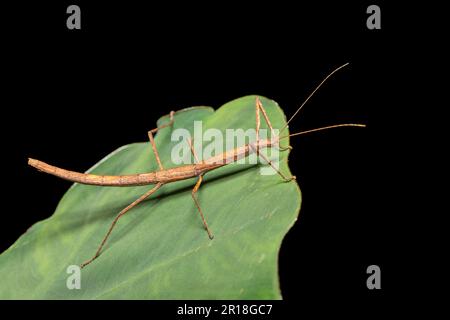 Insetto di bastone con alette rosa o insetto di bastone del Madagascar (Sipyloidea sipylus), specie di insetto di phasmid del genere Sipyloidea. Analamazaotra National Pa Foto Stock