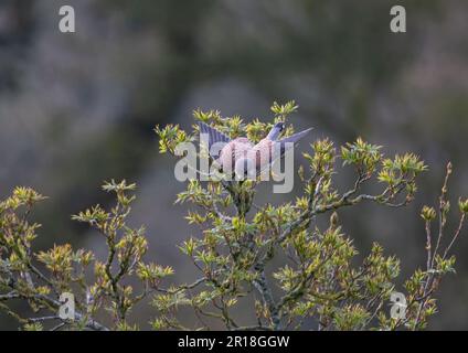 Un maschio Kestrel (Falco tinnunculus) in volo, decollo da un albero di Rowan in un giardino di campagna. Mostrando fuori le sue piume modellate. Suffolk, Regno Unito. Foto Stock