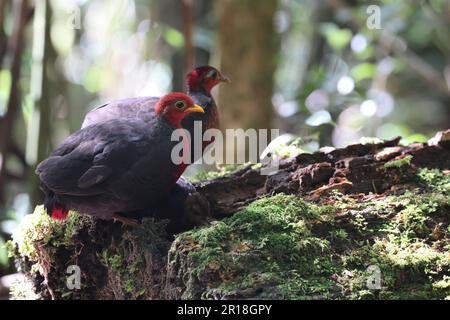 Pernice a testa di Crimson (Haematortyx sanguiniceps) a Sabah, Borneo del Nord Foto Stock