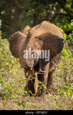 Il giovane elefante africano soffia sabbia sulla testa Foto Stock