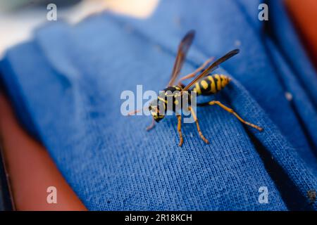 WASP da solo su un tessuto blu all'aperto al mattino Foto Stock