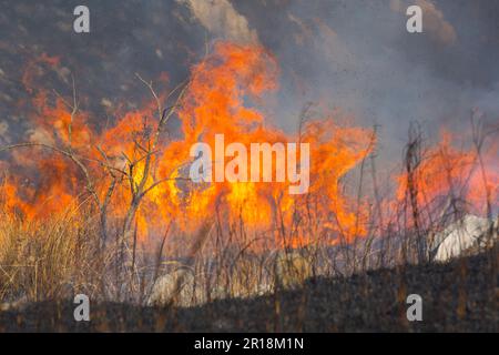 Akiyoshidai controllava la combustione della montagna Foto Stock