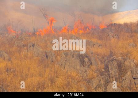 Akiyoshidai controllava la combustione della montagna Foto Stock