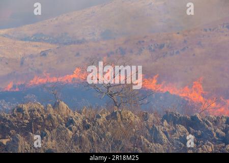 Akiyoshidai controllava la combustione della montagna Foto Stock