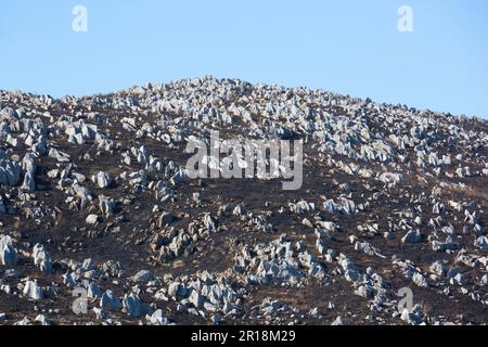 Akiyoshidai controllava la combustione della montagna Foto Stock