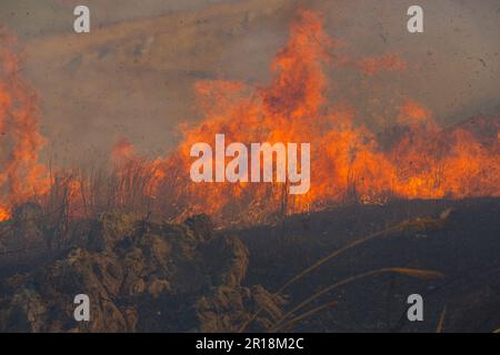 Akiyoshidai controllava la combustione della montagna Foto Stock