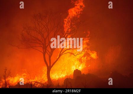 Akiyoshidai controllava la combustione della montagna Foto Stock