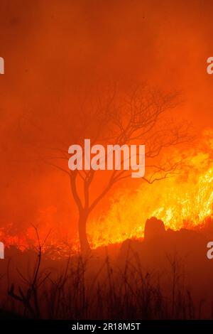 Akiyoshidai controllava la combustione della montagna Foto Stock