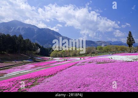 Fiori di ciliegio Shiba nel Parco Hitsujiyama Foto Stock