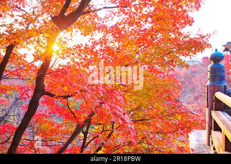 Fogliame autunnale del tempio di Kiyomizudera Foto Stock