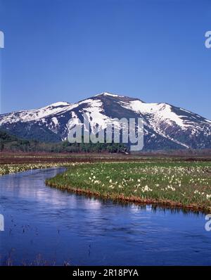 Cavolo asiatico a Ozegahara e Mt. Shibutsu Foto Stock