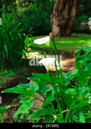 Arum giglio (Zantedeschia aethiopica) fiori in un giardino. Fiori di giglio di calla isolati Foto Stock