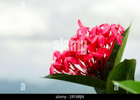 Bella giungla geranio (Ixora coccinea) fiori su sfondo sfocato Foto Stock