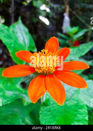 Primo piano ritratto di un bellissimo girasole rosso. Messico girasole isolato Foto Stock