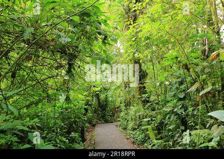 Sentiero escursionistico a Monteverde Cloud Forest in Costa Rica Foto Stock