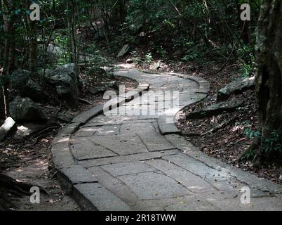 Solitario sentiero che conduce nella foresta scura Foto Stock