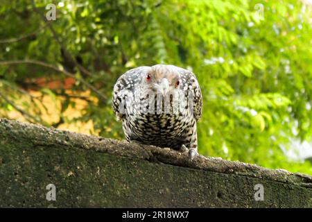 Koel asiatico femmina (Eudynamys scolovaceus) guardando la fotocamera Foto Stock