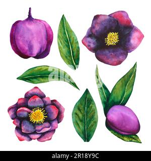 Hellebore nero. Set di elementi acquerelli. Fiori, boccioli e foglie disegnati a mano. Acquerello lavori botanici per carte, inviti, tessuti e carta Foto Stock