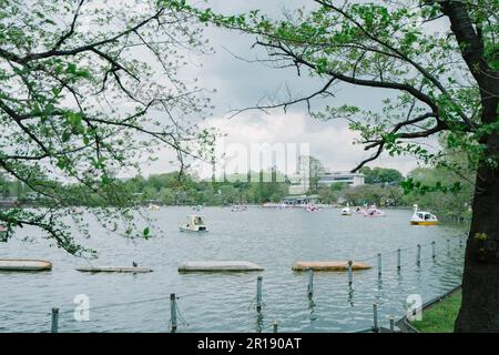 Ueno, Giappone, 7 aprile 2023 : barche a remi Swan in affitto al laghetto di Shinobazu nel Parco di Ueno durante la stagione dei ciliegi. Foto Stock