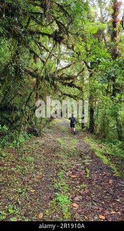 Sentiero escursionistico attraverso la foresta pluviale del Costa Rica con molte piante e alberi nel Parco Nazionale di Poas, una splendida area protetta, conosciuta per il suo volume mozzafiato Foto Stock