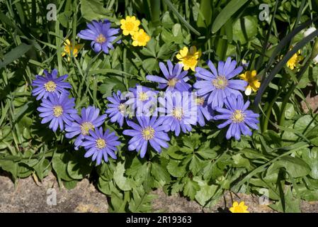 Blu Anemonoides blanda (Anemone blanda) fiori con celandine minori gialle (ficaria verna) fiori in un giardino di campagna in primavera, Berkshire, aprile Foto Stock