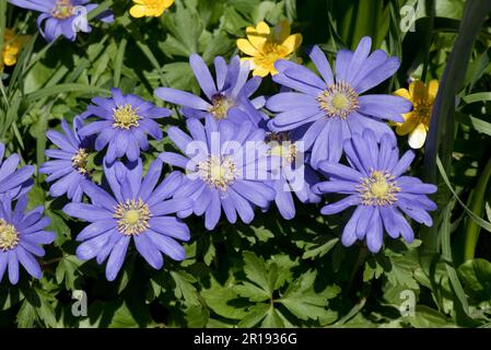 Blu Anemonoides blanda (Anemone blanda) fiori con celandine minori gialle (ficaria verna) fiori in un giardino di campagna in primavera, Berkshire, aprile Foto Stock