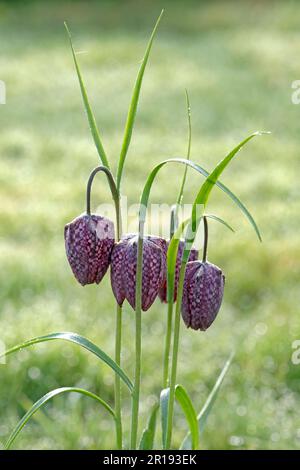 Testa di serpente fritillary (Fritillaria meleagris) teste di fiori annegate di fiori a campana a quadretti con rugiada di mattina presto su steli lunghi con narro Foto Stock