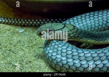 Gli occhi di King Cobra sono il serpente più grande del mondo. La testa arrotondata ha un occhio terribile Foto Stock