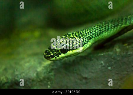 Occhio del serpente serpente albero d'oro Foto Stock