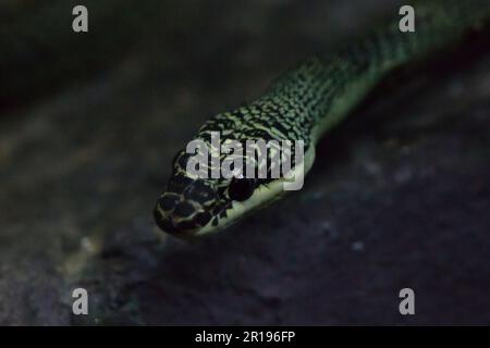 Occhio del serpente serpente albero d'oro Foto Stock