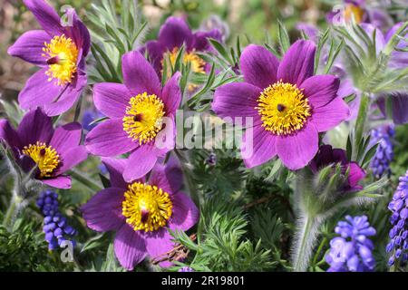 Viola fiore pasque con uva giacinto all'aperto Foto Stock