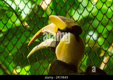 Bucchini con una testa scavata sulla parte superiore. Foto Stock