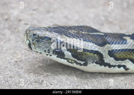 Dunkler Tigerpython / Python birmano / Python molurus bivittatus Foto Stock