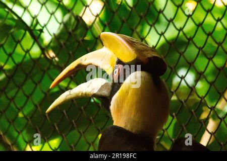 Bucchini con una testa scavata sulla parte superiore. Foto Stock