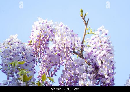 Glicine sinensis, comunemente conosciuta come glicine cinese Foto Stock