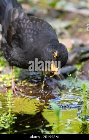 Killearn, Stirling, Scozia, Regno Unito. 12th maggio, 2023. UK Weather - un maschio merendine su tadpoles nuotare nelle calde shallows di un laghetto giardino nel luminoso pomeriggio ancora a Killearn, Stirling, Scozia Credit: Kay Roxby/Alamy Live News Foto Stock