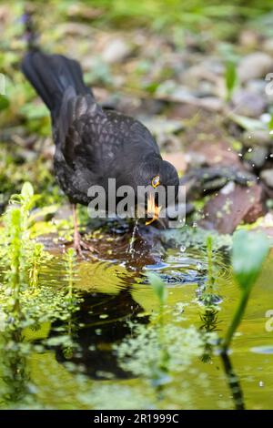 Killearn, Stirling, Scozia, Regno Unito. 12th maggio, 2023. UK Weather - un maschio merendine su tadpoles nuotare nelle calde shallows di un laghetto giardino nel luminoso pomeriggio ancora a Killearn, Stirling, Scozia Credit: Kay Roxby/Alamy Live News Foto Stock