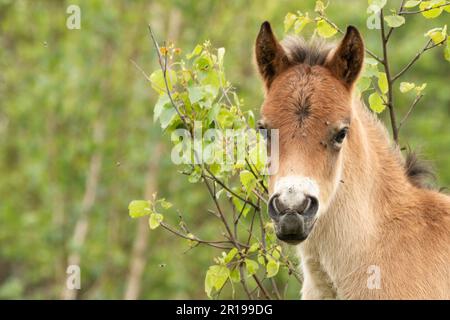 Il giovane Pony exmoor Foal guarda direttamente nell'immagine che sta in piedi davanti ad un ramo Foto Stock