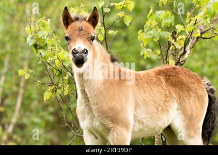 1 settimana giovane exmoor Foal si trova di fronte alle filiali nella riserva naturale olandese De Maashorst a Brabant, Olanda Foto Stock