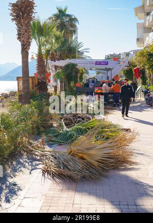 Taglio rifilare alto palma trees.Pruning palma lungo vecchio asciutto leaves.Man città servizio comunale operaio taglio fogliame con motoseghe in piedi in gru Foto Stock