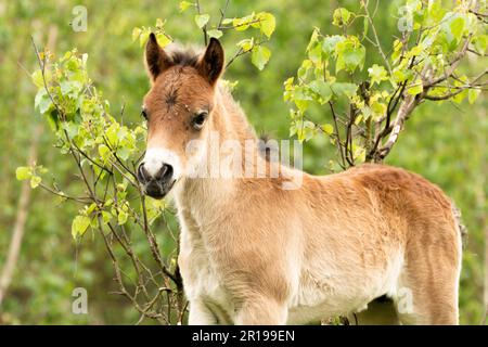 1 settimana giovane exmoor Foal si trova di fronte alle filiali nella riserva naturale olandese De Maashorst a Brabant, Olanda Foto Stock