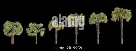 3D illustrazione del palmo flabelllifer Borassus isolato su sfondo nero Foto Stock