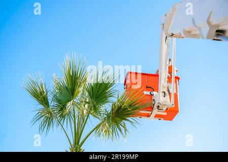 Taglio rifilare alto palma trees.Pruning palma lungo vecchio asciutto leaves.Man città servizio comunale operaio taglio fogliame con motoseghe in piedi in gru Foto Stock