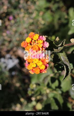 Fiori di Lantana Foto Stock
