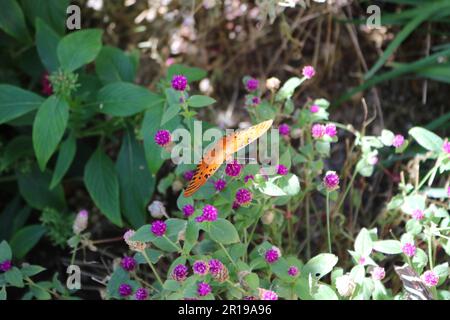 Farfalla Fritillary del Golfo sui fiori Foto Stock