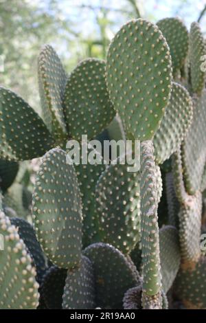 Bunny Ears cactus Foto Stock