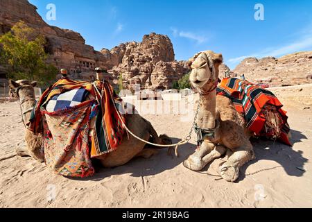 Giordania. Sito archeologico di Petra. Cammelli per i turisti Foto Stock