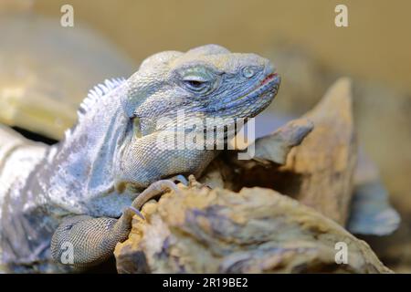 San Esteban Schwarzleguan / San Esteban spinytail iguana / Ctenosaura conspicuosa Foto Stock